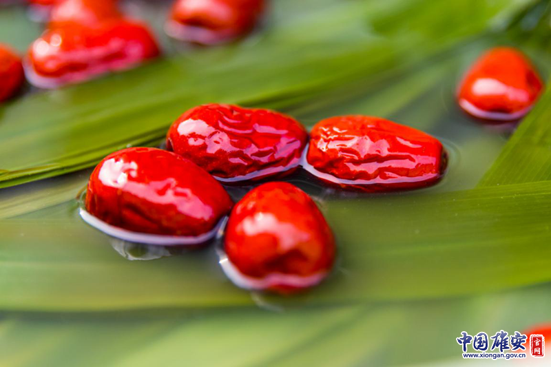 红枣青苇泡在清水里，娇艳欲滴。中国雄安官网记者马梦迪 摄