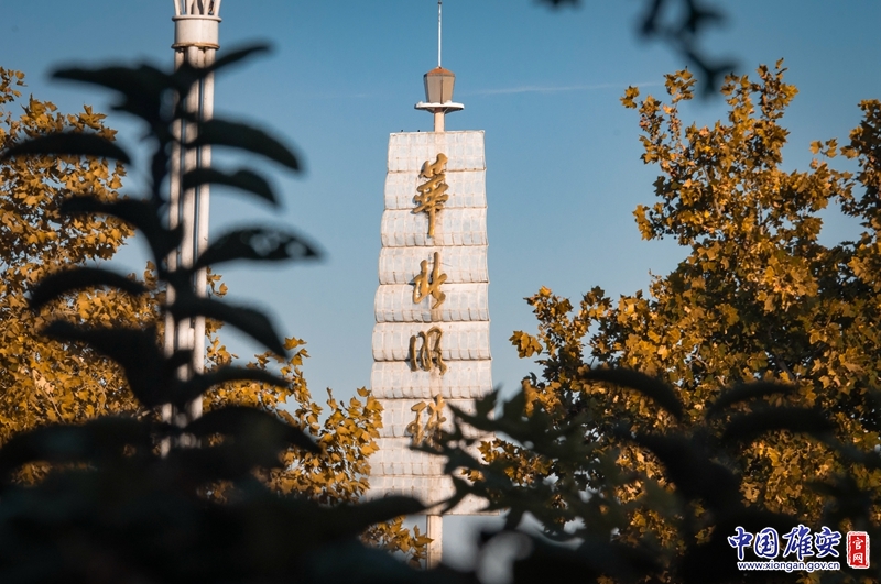 十月的白洋淀，天高云淡。金黄的树叶被微风拂过发出“沙沙”的声响。中国雄安官网陈凯昆 摄