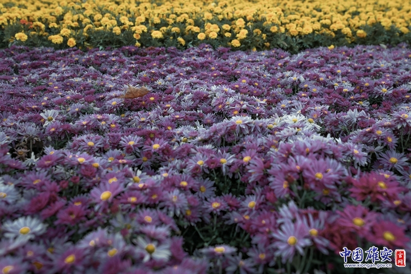秋日的花海，更加光彩夺目。中国雄安官网陈凯昆 摄