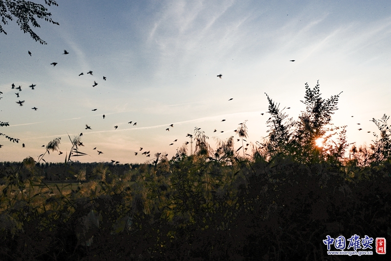 秋日暖阳下，一群群麻雀飞过摇曳的芦苇。中国雄安官网陈凯昆 摄