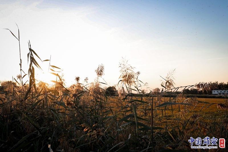 芦苇随秋风轻摆。中国雄安官网陈凯昆 摄