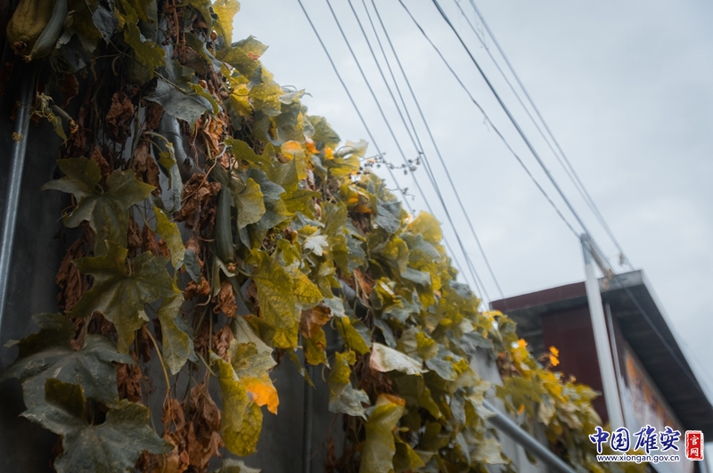 生命更迭，叶子渐渐枯黄，藤蔓上却结出了属于秋日的硕果。中国雄安官网陈凯昆 摄