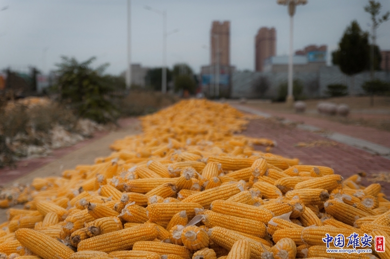 秋天是丰收的季节，满地“金黄色”成为靓丽的风景线。中国雄安官网陈凯昆 摄