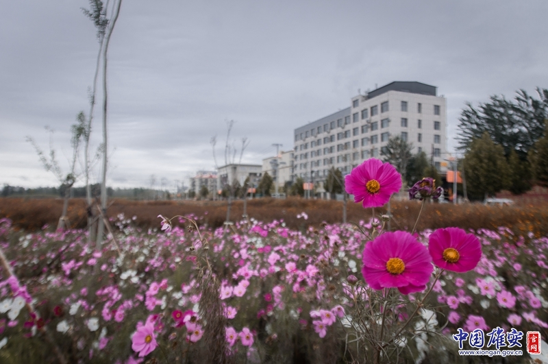 虽是秋日，依旧花开枝头好颜色。中国雄安官网陈凯昆 摄