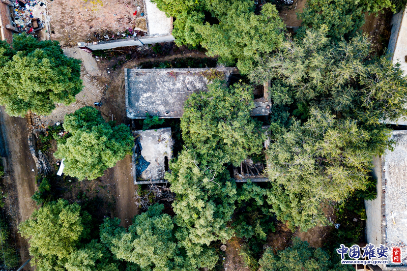 老宅周围种满了各种树，它们枝繁叶茂、郁郁葱葱。从空中鸟瞰，这不正是一幅回忆里抹不去的乡愁画卷吗？中国雄安官网记者马梦迪 摄