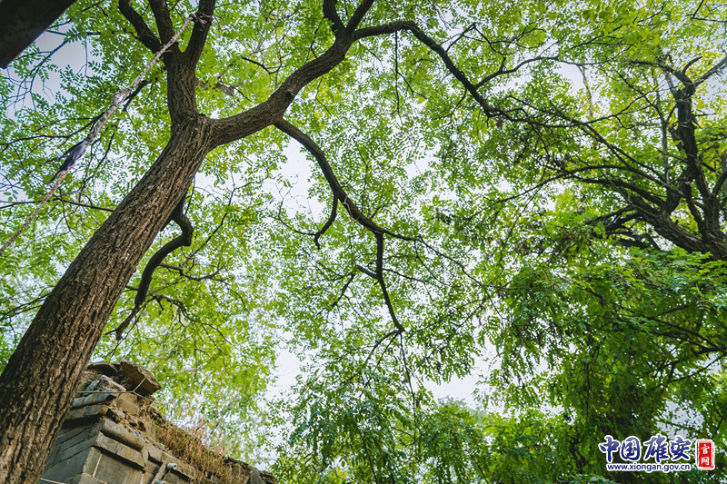 昔日的小树苗如今已长成参天大树，阳光透过细密的树叶缝隙，洒落在房顶上，地面的石板上，温暖着这座老宅，也庇佑着这座老宅。中国雄安官网记者马梦迪 摄