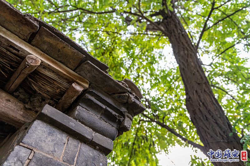 老宅门前屋后的树木得到雨露的滋润，枝繁叶茂，秋天的一阵风，叶子“成群结伴”地散落在宅院的房顶上、大门前、水潭里......留下了自己的印记。中国雄安官网记者马梦迪 摄