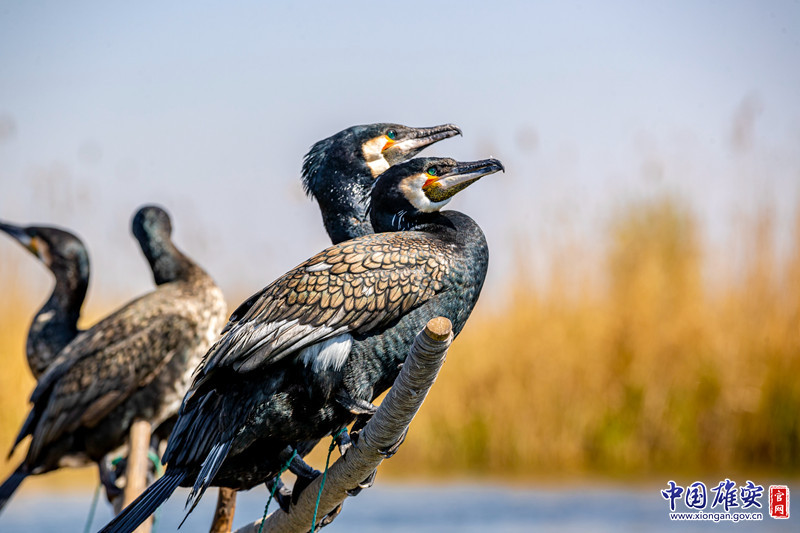 鱼鹰，又叫鸬鹚，嘴长而尖，最前端有锐钩，利于啄鱼，喉下有一小皮囊，可存放5至6条小鱼。鸬鹚善游泳和潜水，视觉和听觉非常灵敏，捕猎时脑袋扎入水中追踪鱼类，用尖利喙部发出致命一击。中国雄安官网记者马梦迪 摄