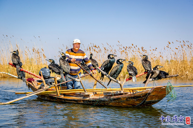 时下正值春季，水温相对较低，水里的鱼儿游的速度也慢了下来，是鱼鹰捕鱼的好时候。中国雄安官网记者马梦迪 摄