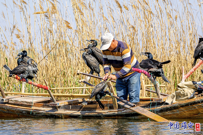 在下鹰之前，有一个步骤极为重要——放鹰人会将事先用水草做成的皮条系住鱼鹰皮囊下端。因为鱼鹰的习性是将整条活鱼生吞，这样做可使捕获的鱼停留在囊袋中，无法进入胃里，待上船后再令它们将鱼吐出。放鹰人一天中能否有收获关键就在于此。中国雄安官网记者马梦迪 摄