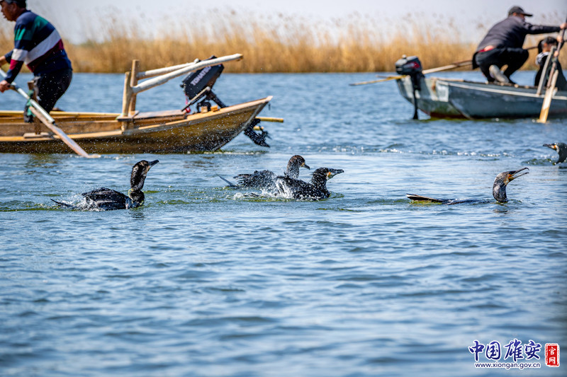 一切准备就绪，放鹰人一声令下，所有的鱼鹰一个接一个地钻进水里，它们一天的“工作”开始了。中国雄安官网记者马梦迪 摄