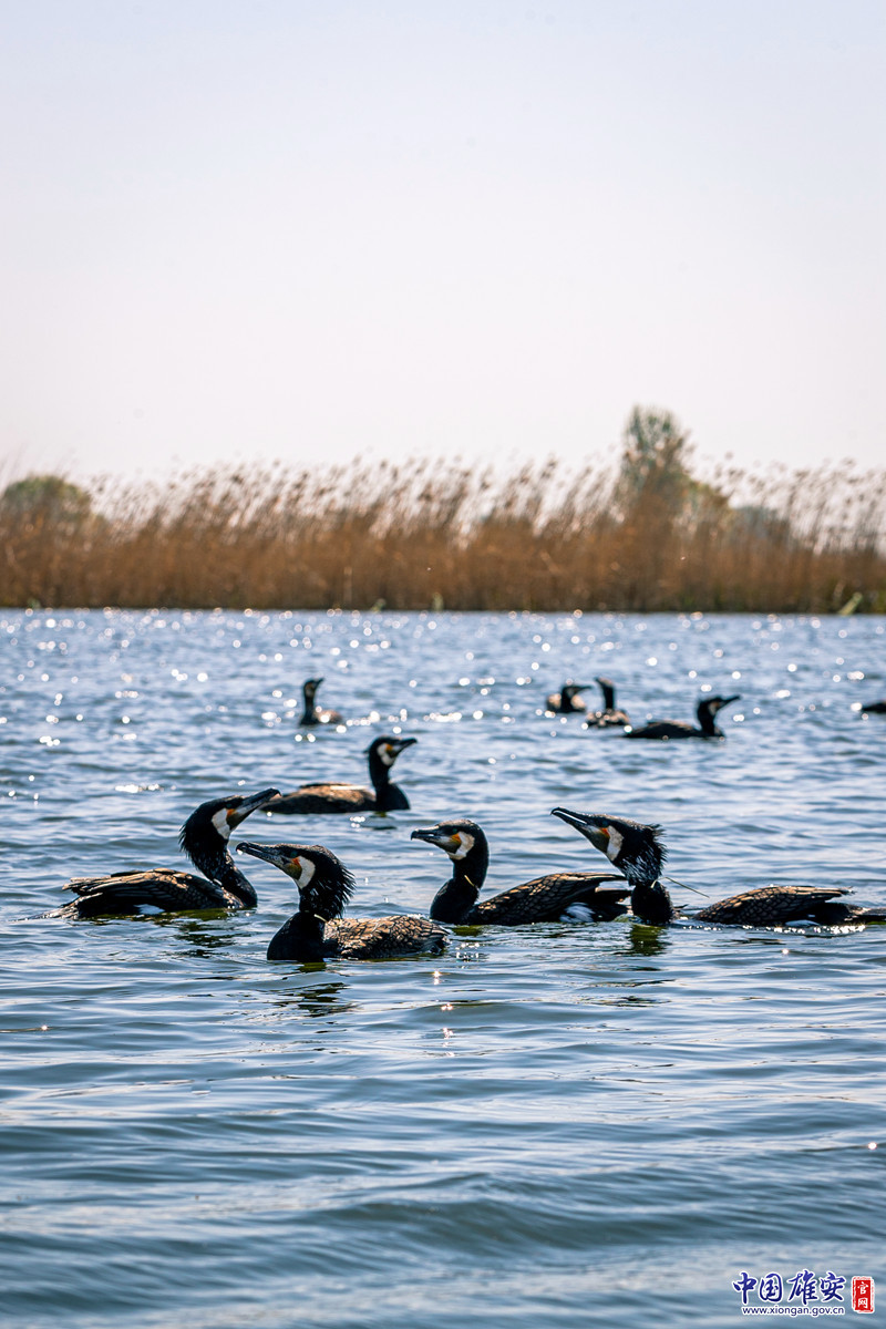 进入水中，鱼鹰们一开始并未全身心投入到“工作”中，而是先在水里慢慢悠悠地“享受”一番。中国雄安官网记者马梦迪 摄