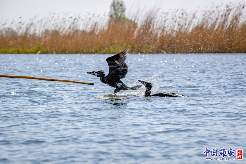 只听放鹰人一个信号，它们四散飞开，迅速飞奔出去寻找猎物。中国雄安官网记者马梦迪 摄