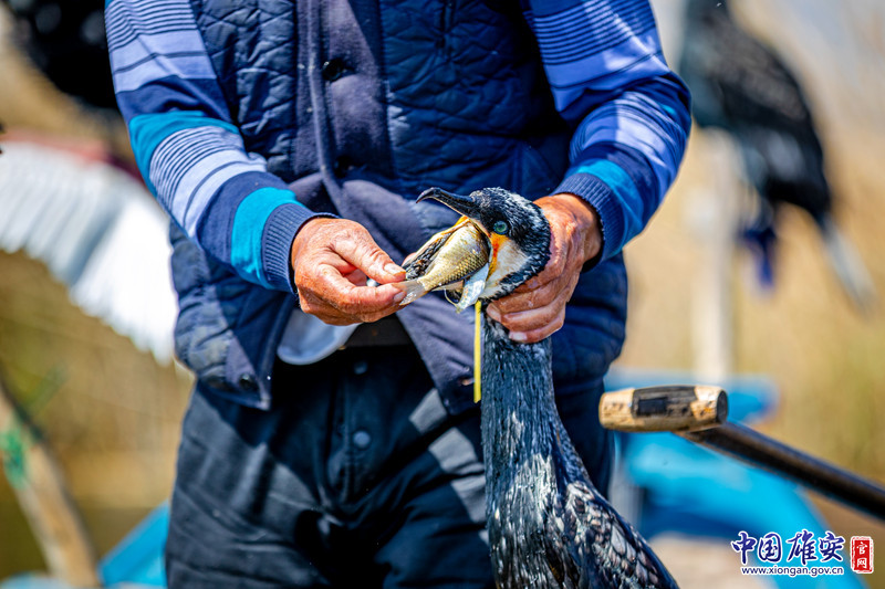 每当有鱼鹰捕到大鱼，放鹰人就会迅速划船过去，一把将其捞起，把猎物收入囊中，再将鱼鹰放回水中继续捕猎。中国雄安官网记者马梦迪 摄