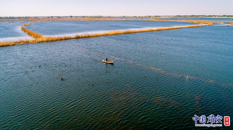 这是勤劳的淀边人民智慧的结晶，他们世世代代生活在这里，将放鹰技艺代代相传。中国雄安官网记者马梦迪 摄