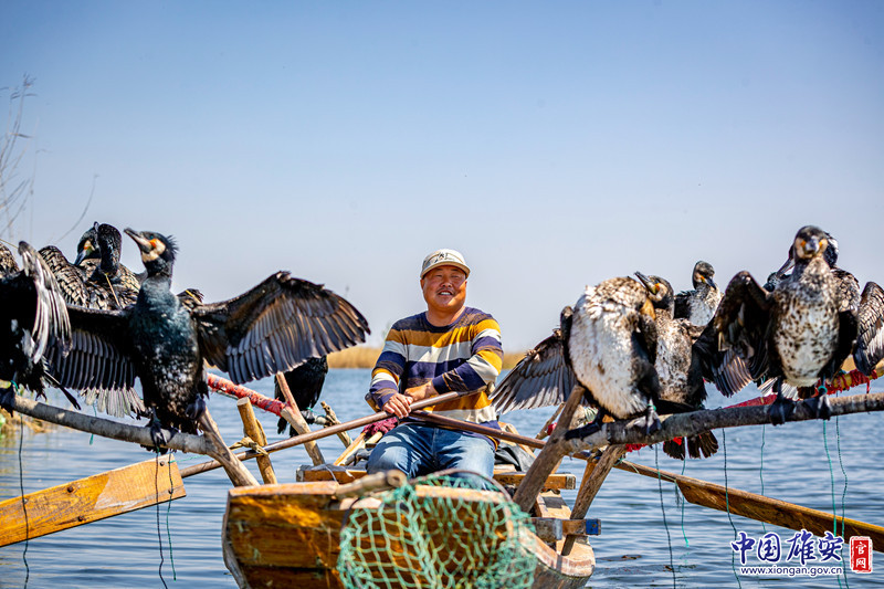 如今，白洋淀有20多户放鹰人，他们相信，随着白洋淀环境逐渐变好，雄安新区的建设稳步推进，他们的日子也会越过越红火！中国雄安官网记者马梦迪 摄