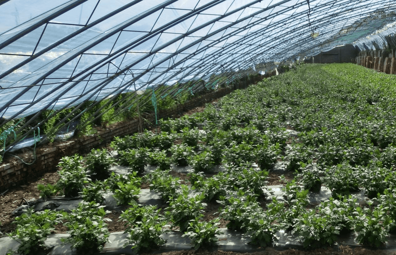 王宝善沟村的菊花大棚。郭子君摄