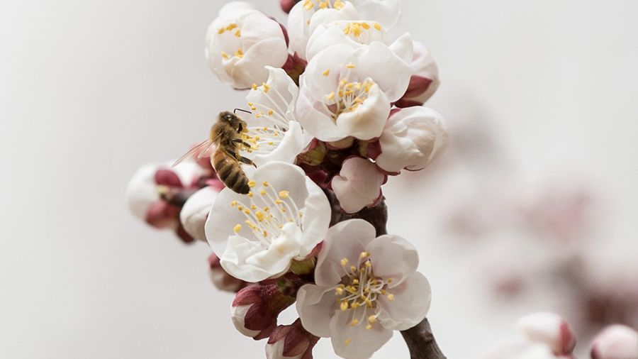 春意雄安 花中精灵