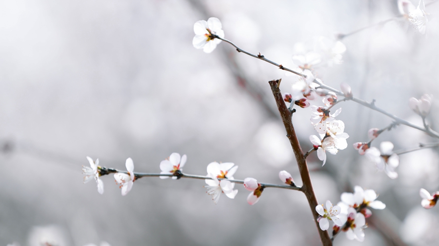 春暖雄安 花开次第
