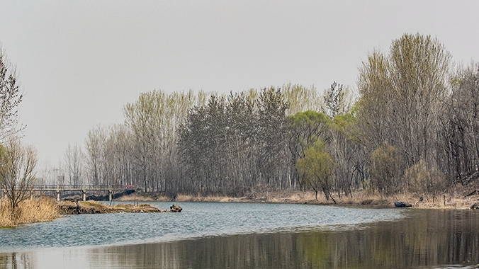 春暖雄安 莺飞草长
