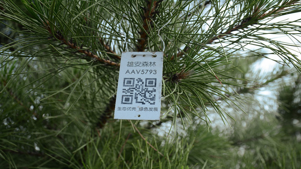 每一棵树都有一张数字名片