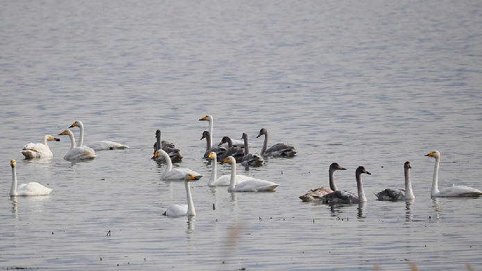 怀来：官厅水库国家湿地公园群鸟舞翩跹