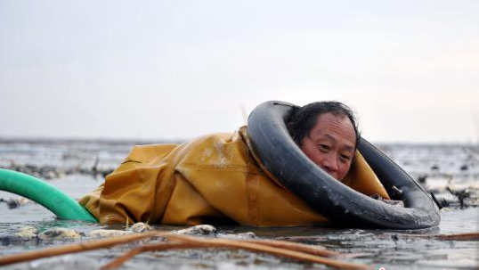 白洋淀深冬挖藕人：冰层下探寻年夜饭鲜嫩滋味