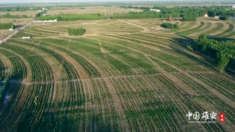 从京津到雄安丨杨晓博:感受参与雄安建设的自豪感