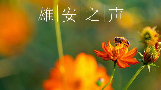 【雄安之声】20190918