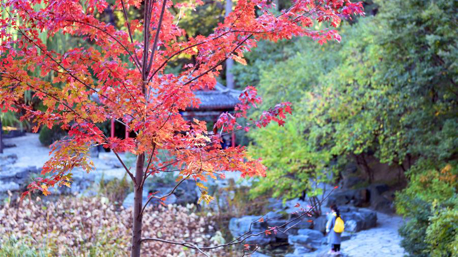 北京海淀：香山赏叶正当时