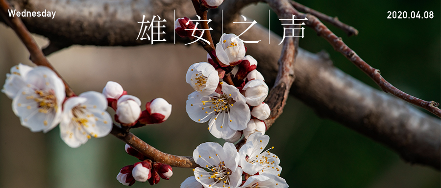 【雄安之声】20200408