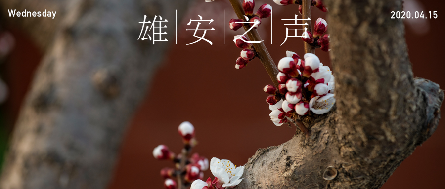 【雄安之声】20200415