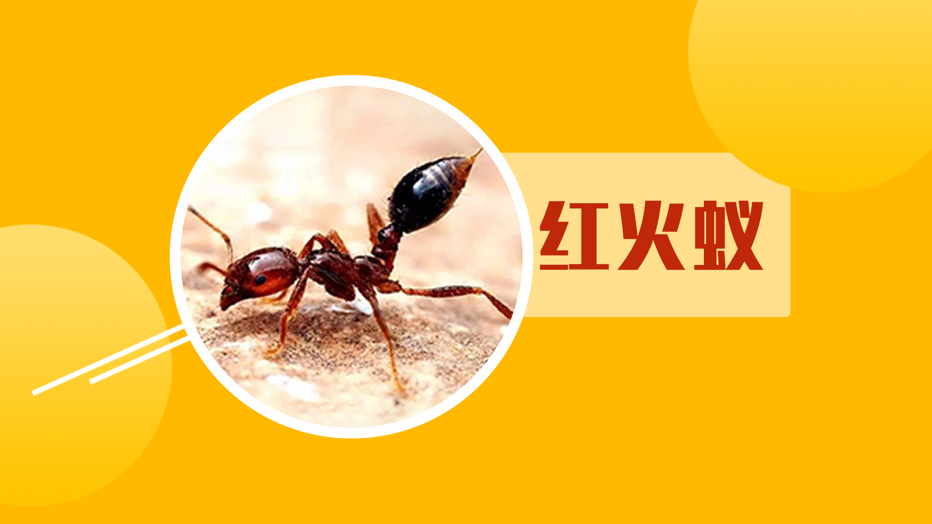 一张图告诉你，红火蚁为什么这么可怕？