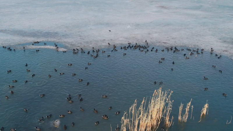 国家“三有”保护鸟类在白洋淀越冬