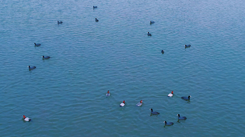 “华北明珠”白洋淀:春江水暖鸭先知