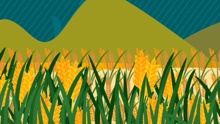 创意微视频丨早预警早行动 小麦谨防干热风！