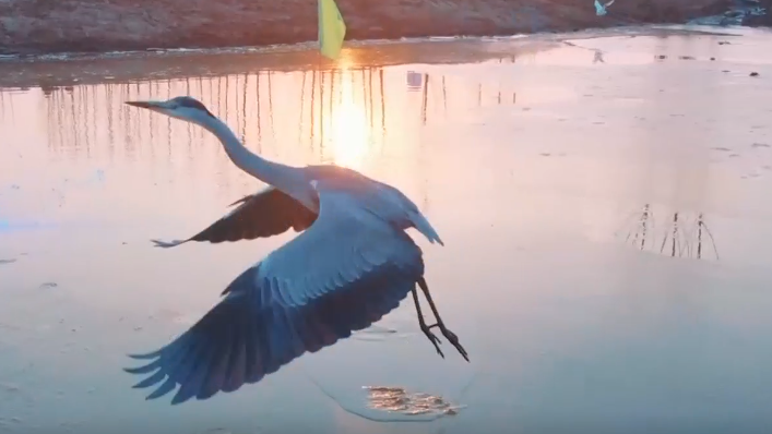 微视频丨华北明珠白洋淀：荷塘苇海 鸟类翔集