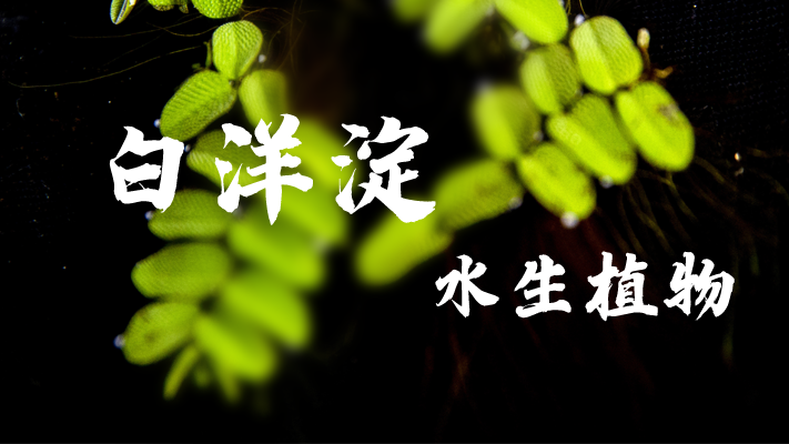 明信片·如面丨白洋淀：苇海碧波 浮藻若梦