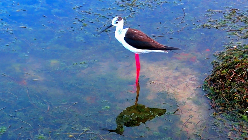 鸟界“超模”在白洋淀“秀”长腿