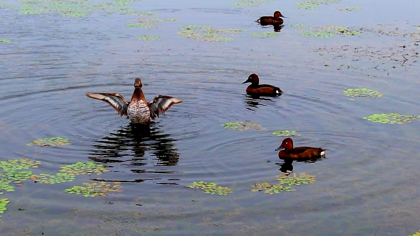 “候鸟天堂”白洋淀 白眼潜鸭育雏忙