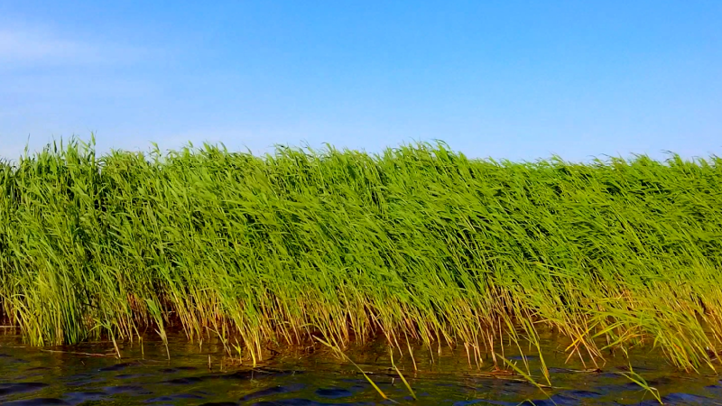 白洋淀绝美风景壁纸已上线！