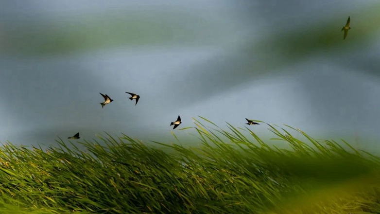 这群小可爱,点缀了雄安的秋!