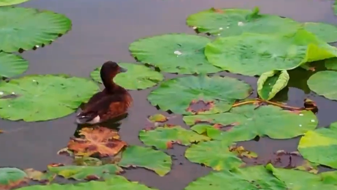 今天，跟着青头潜鸭一起游白洋淀