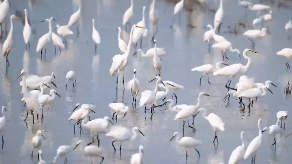 华北最大淡水湖再现“鸟类天堂”胜景