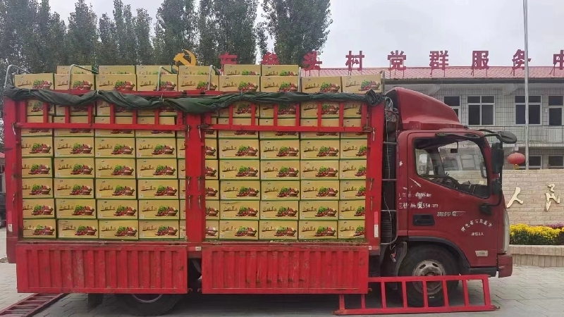 跨越500公里的“蔬菜之缘” 雄安-潍坊以“跨区域党建”培育发展蔬菜产业促进乡村振兴