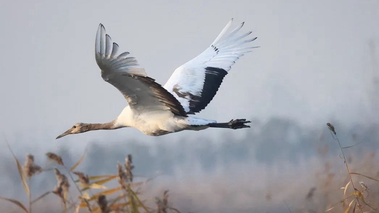 国家一级重点保护鸟类丹顶鹤和黑鹳来白洋淀啦