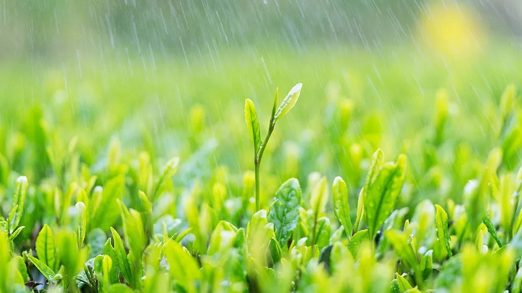 奋进的春天丨关 于 雨 水 的 24 句 话！
