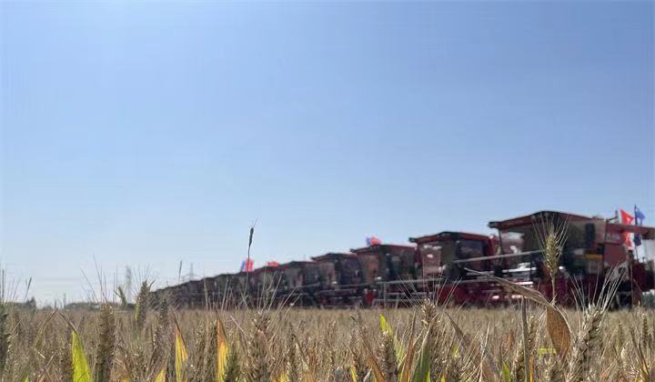 河北小麦“开镰” 确保颗粒归仓