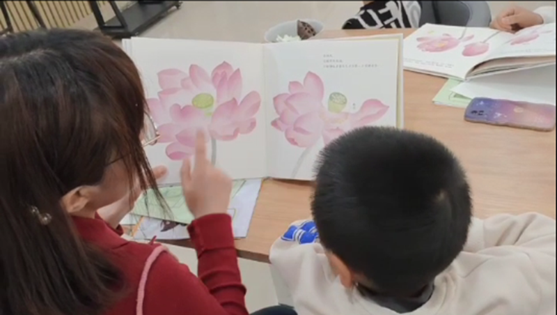 一颗莲子的生命旅程