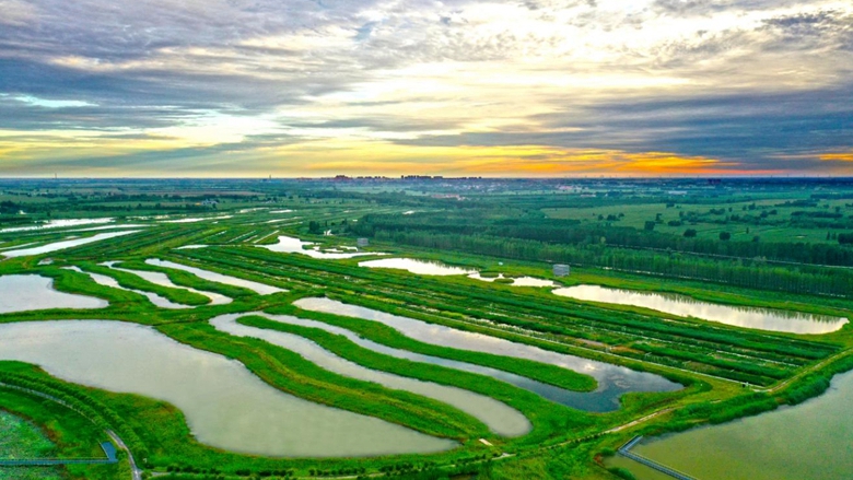 图说雄安丨孝义河河口湿地——盛夏时节鸟翩跹